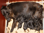 Darcy reuen 26 juni 2011